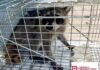 Libera Dirección de Bienestar Animal mapache en su hábitat natural