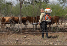 Lluvias disparan casos de gusano barrenador en Tamaulipas; registran 57 infestaciones activas