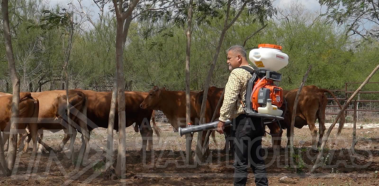 Lluvias disparan casos de gusano barrenador en Tamaulipas; registran 57 infestaciones activas